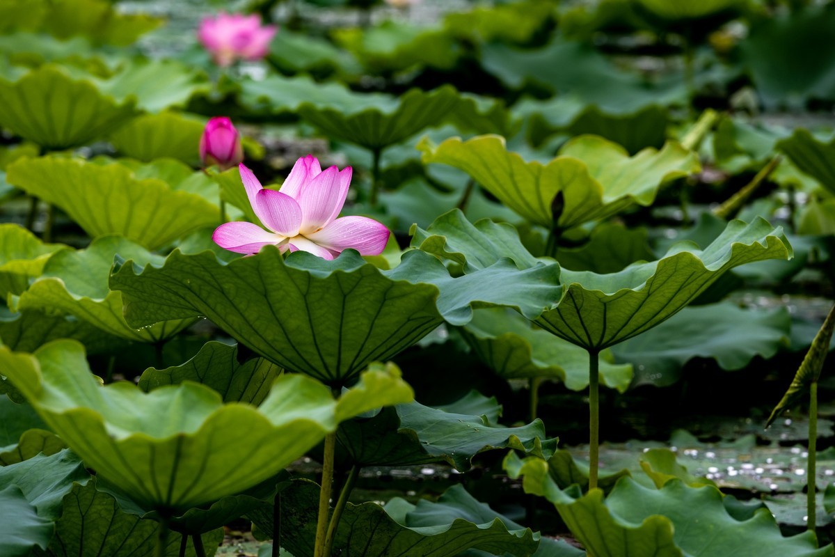 雨后荷塘（13）