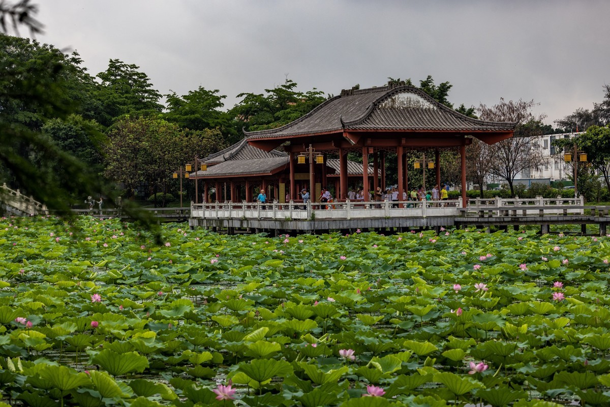 雨后荷塘（13）