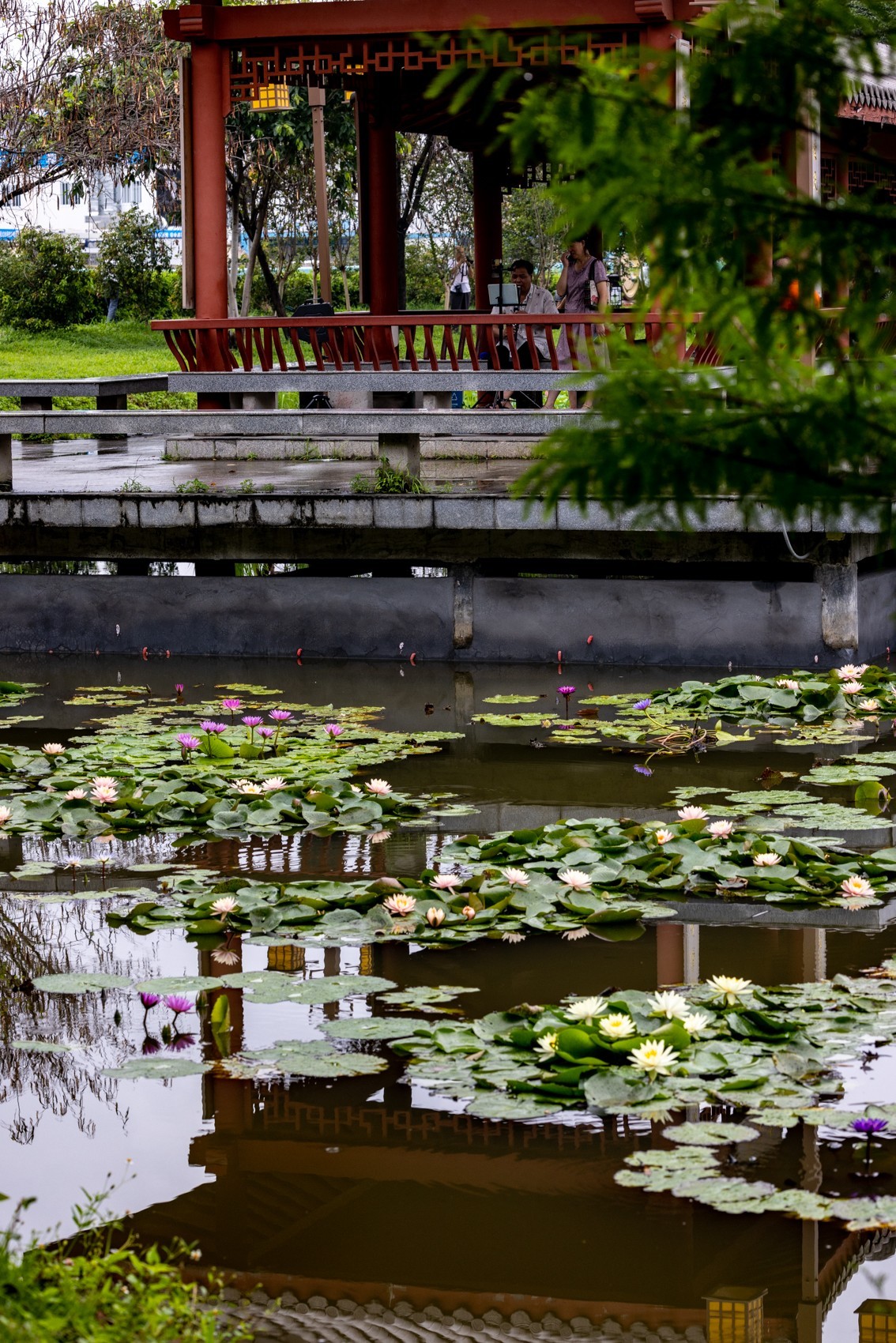 雨后荷塘（13）