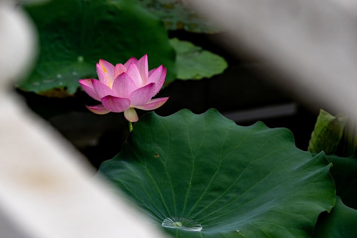雨后荷塘（13）