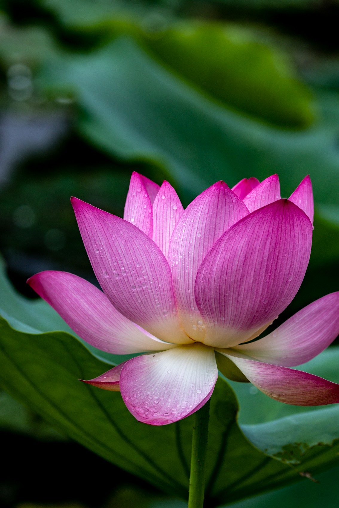 雨后荷塘（13）