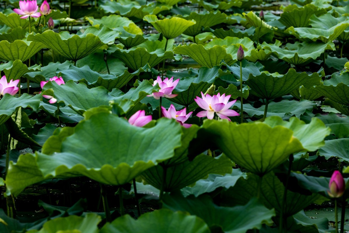 雨后荷塘（13）