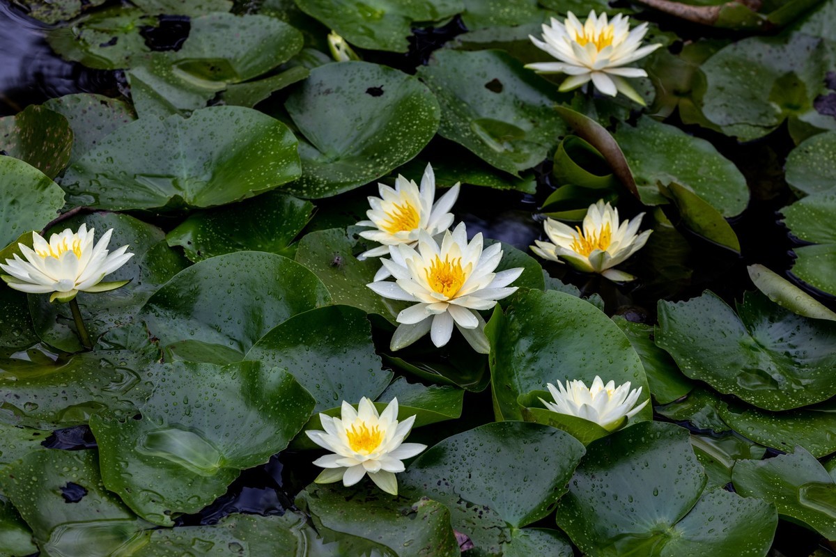 雨后荷塘（13）