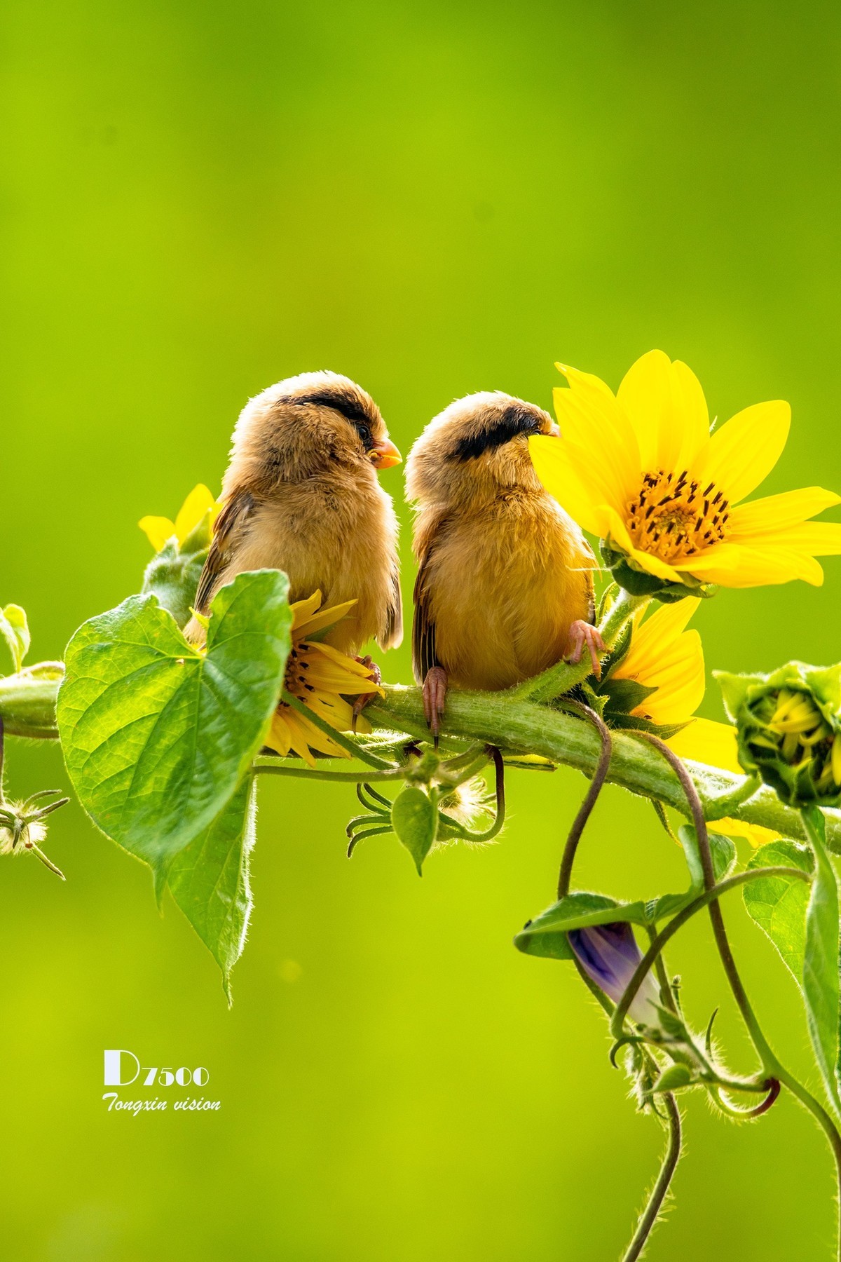 震旦雅雀（30）