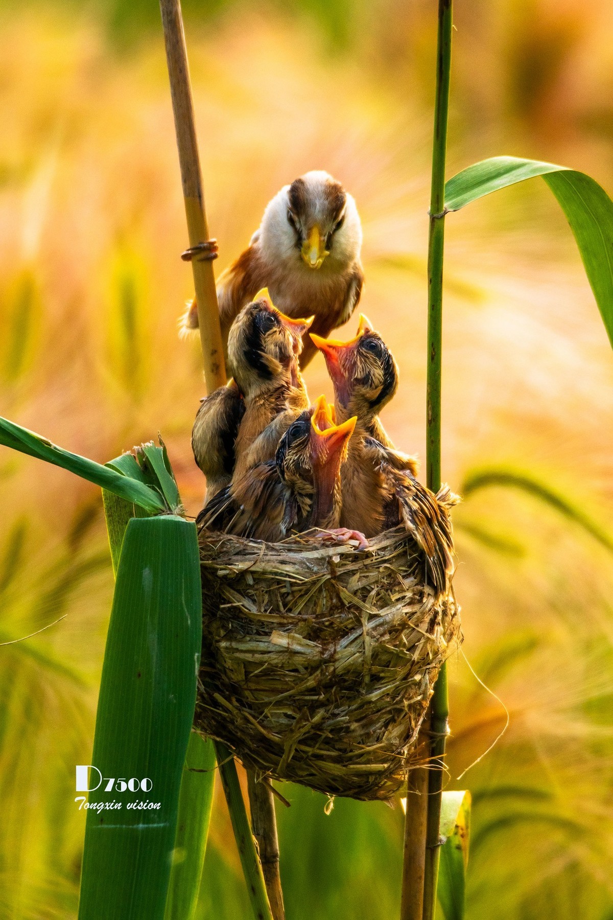 震旦雅雀（30）