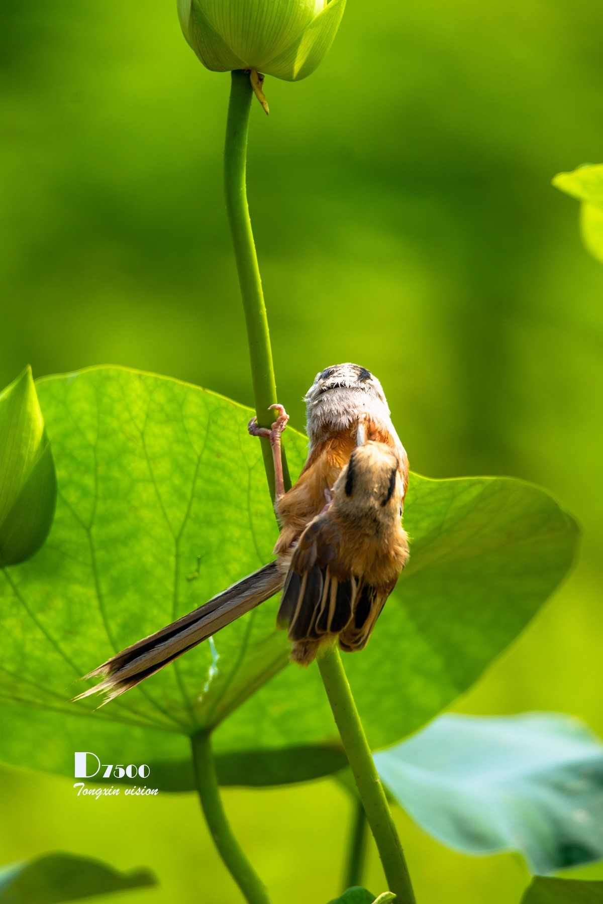 震旦雅雀（30）