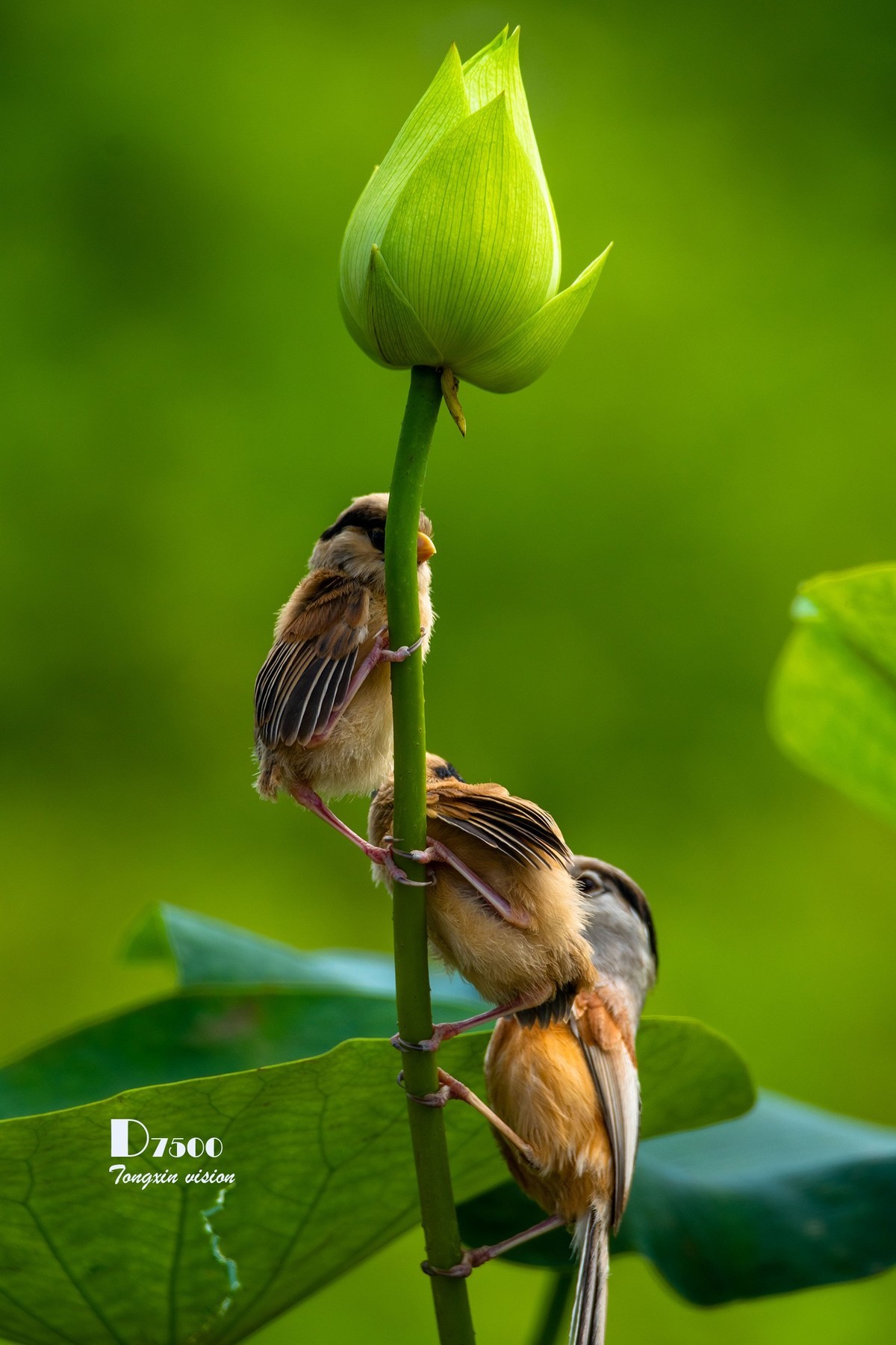 震旦雅雀（30）