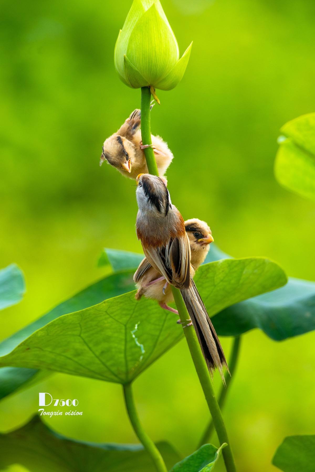震旦雅雀（30）