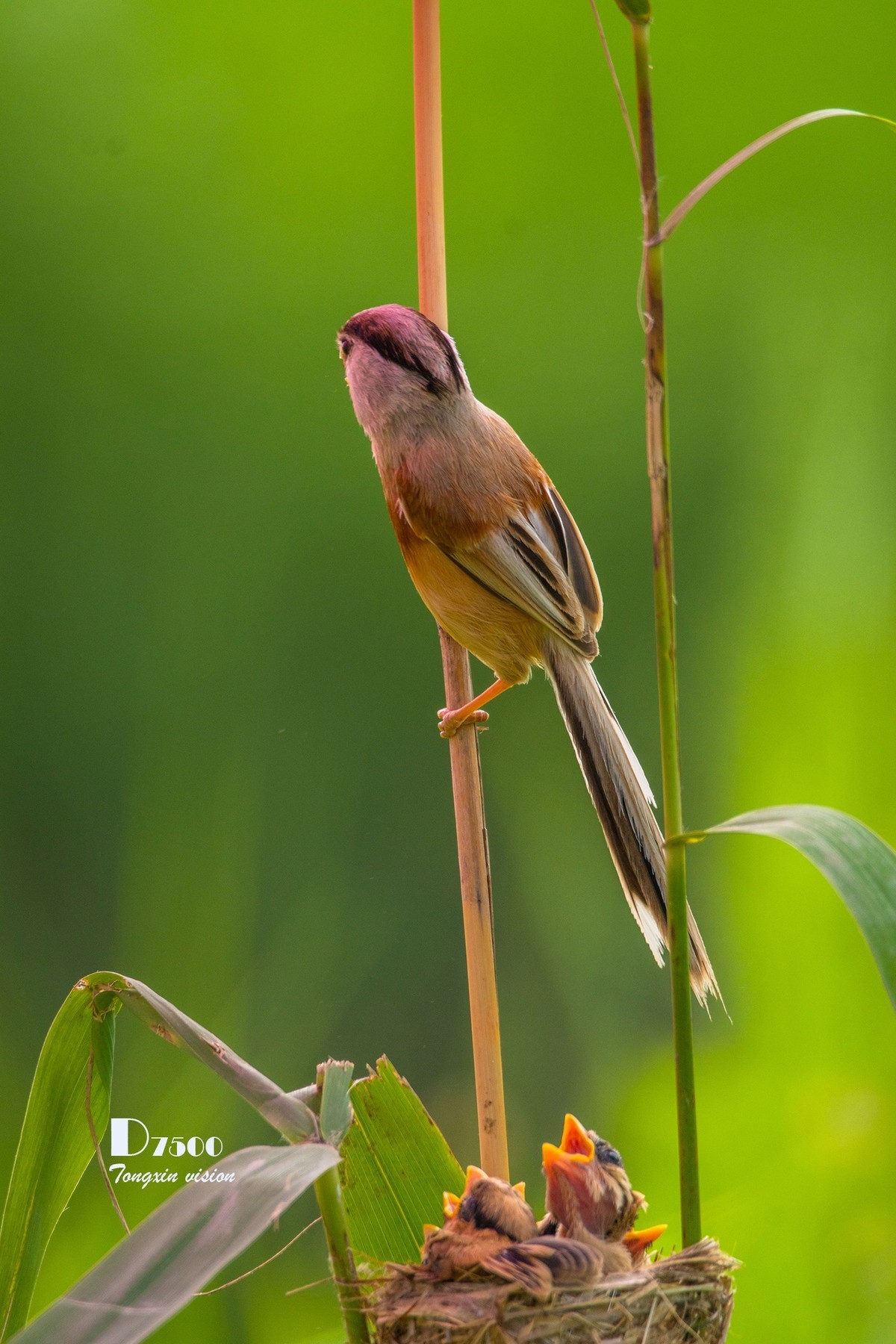 震旦雅雀（30）