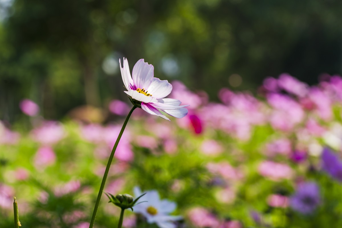 格桑花