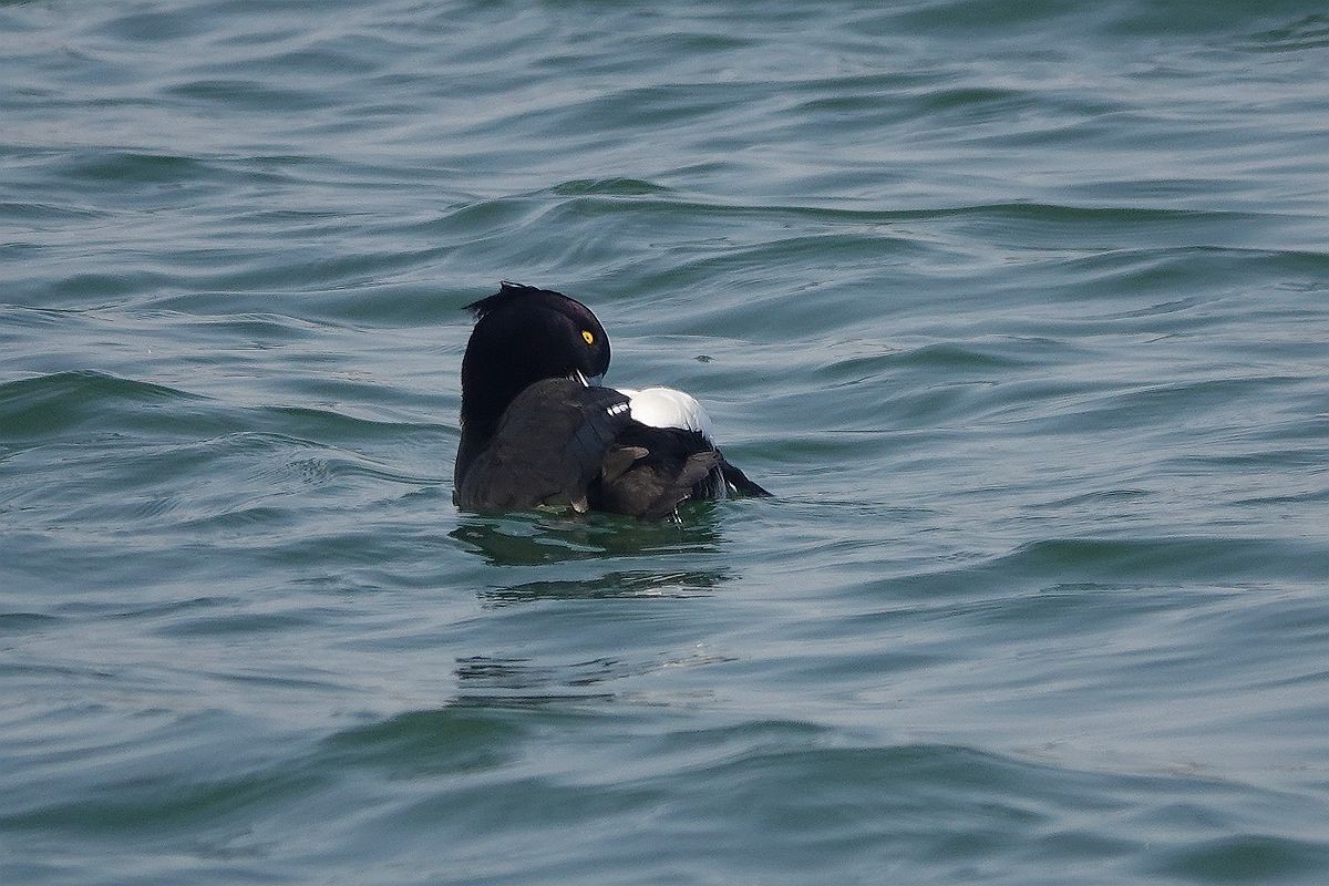 湖面上的斑背潜鸭