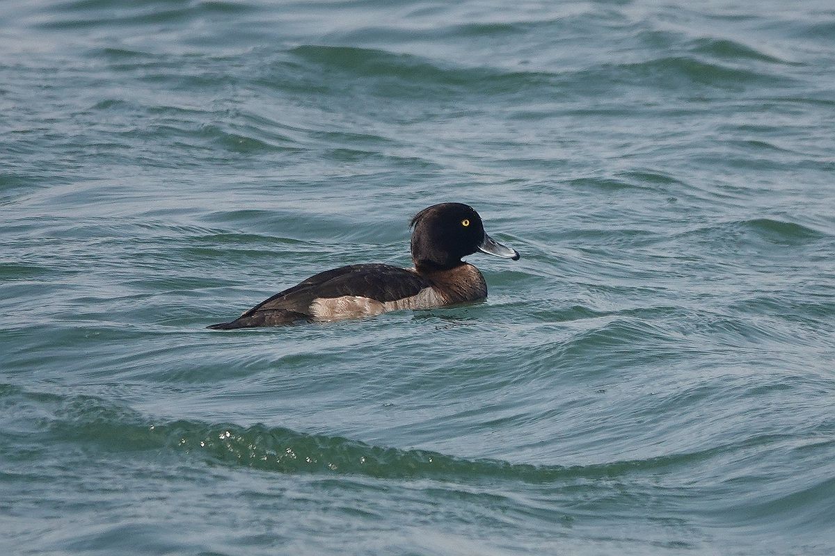 湖面上的斑背潜鸭