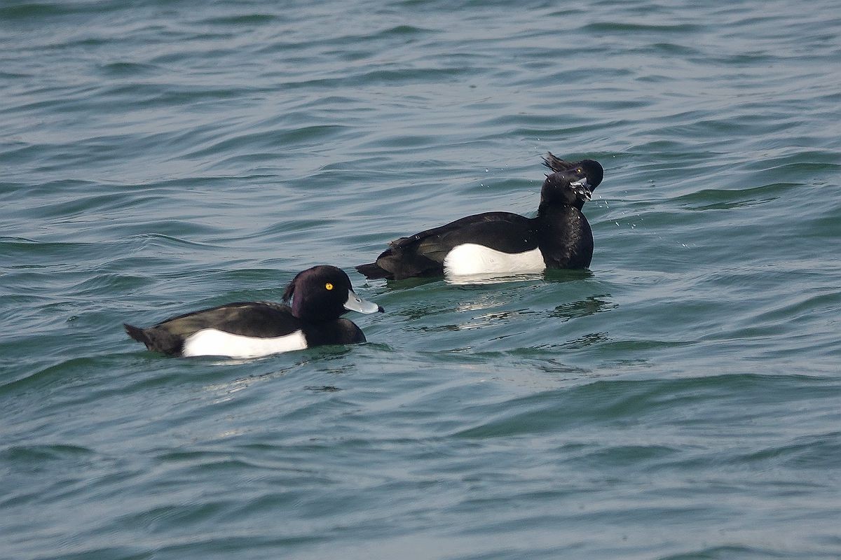 湖面上的斑背潜鸭