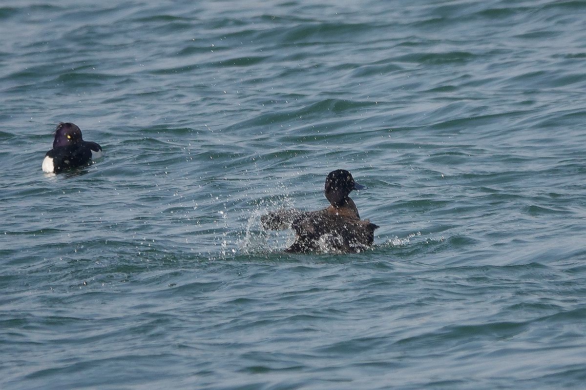 湖面上的斑背潜鸭
