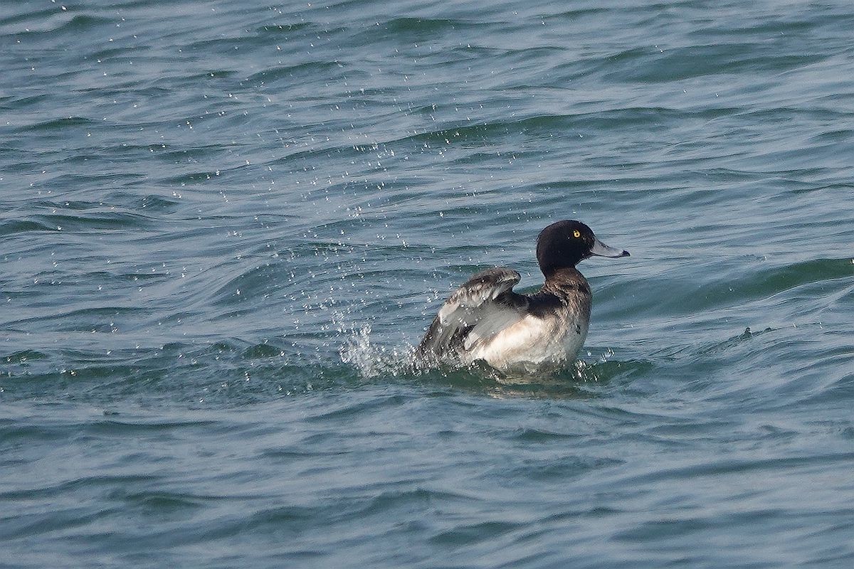 湖面上的斑背潜鸭