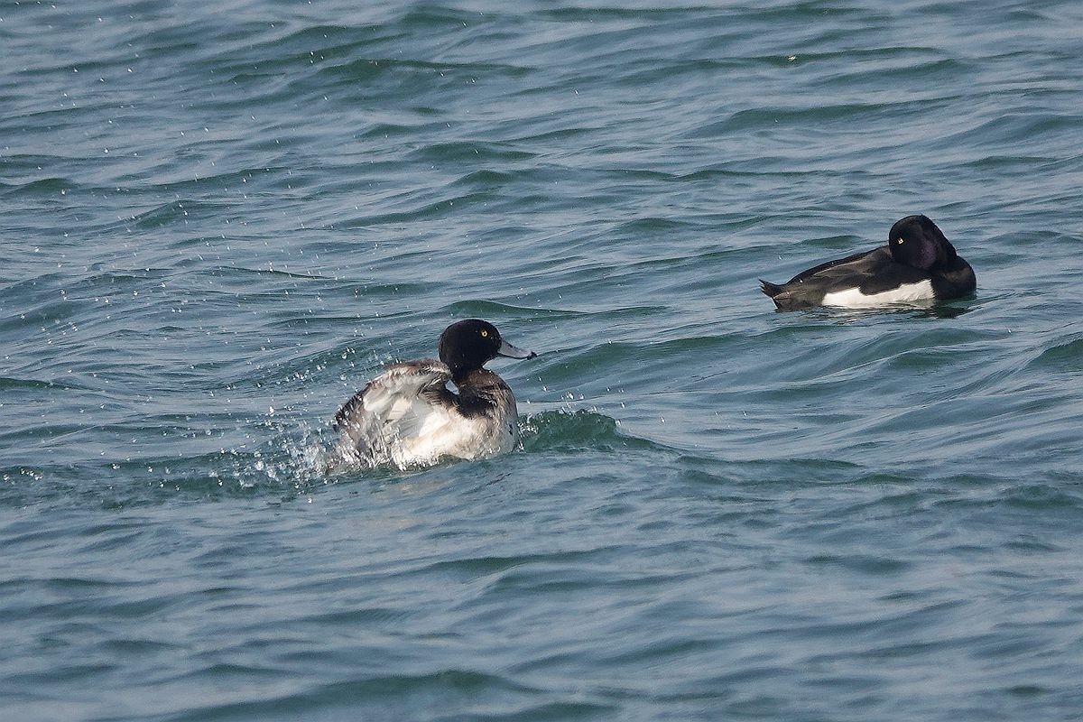 湖面上的斑背潜鸭