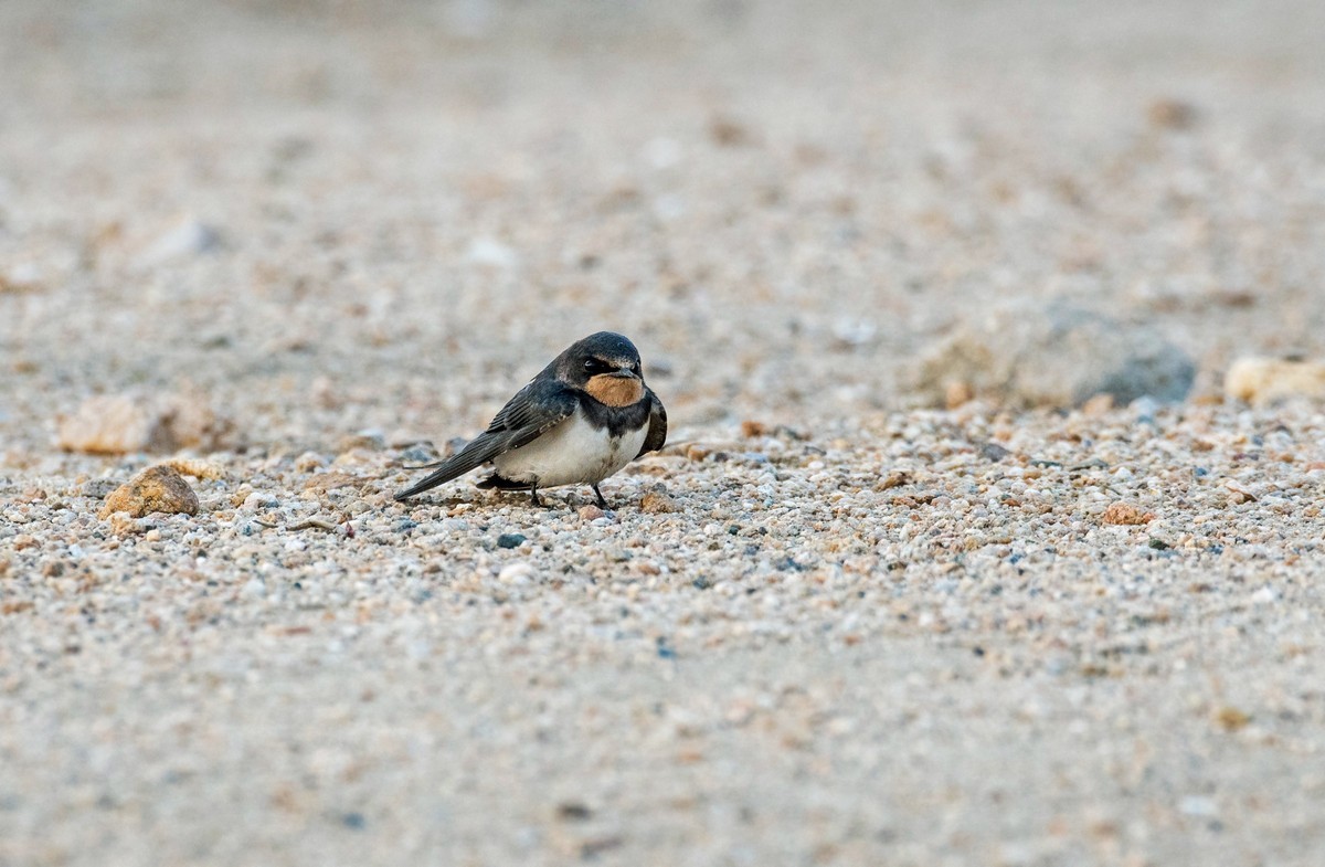 初夏的小燕子（五）