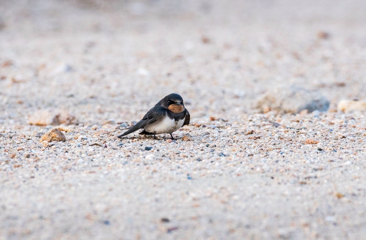 初夏的小燕子（五）