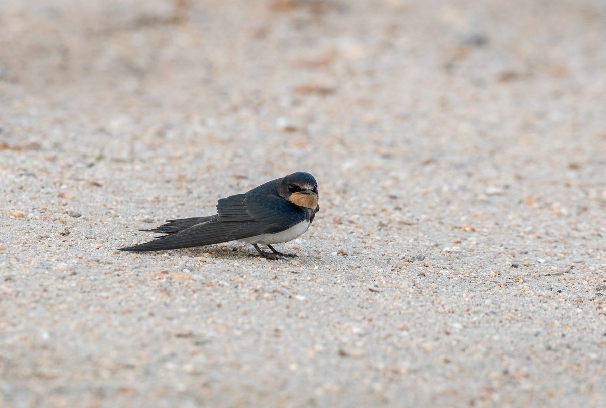 初夏的小燕子（五）