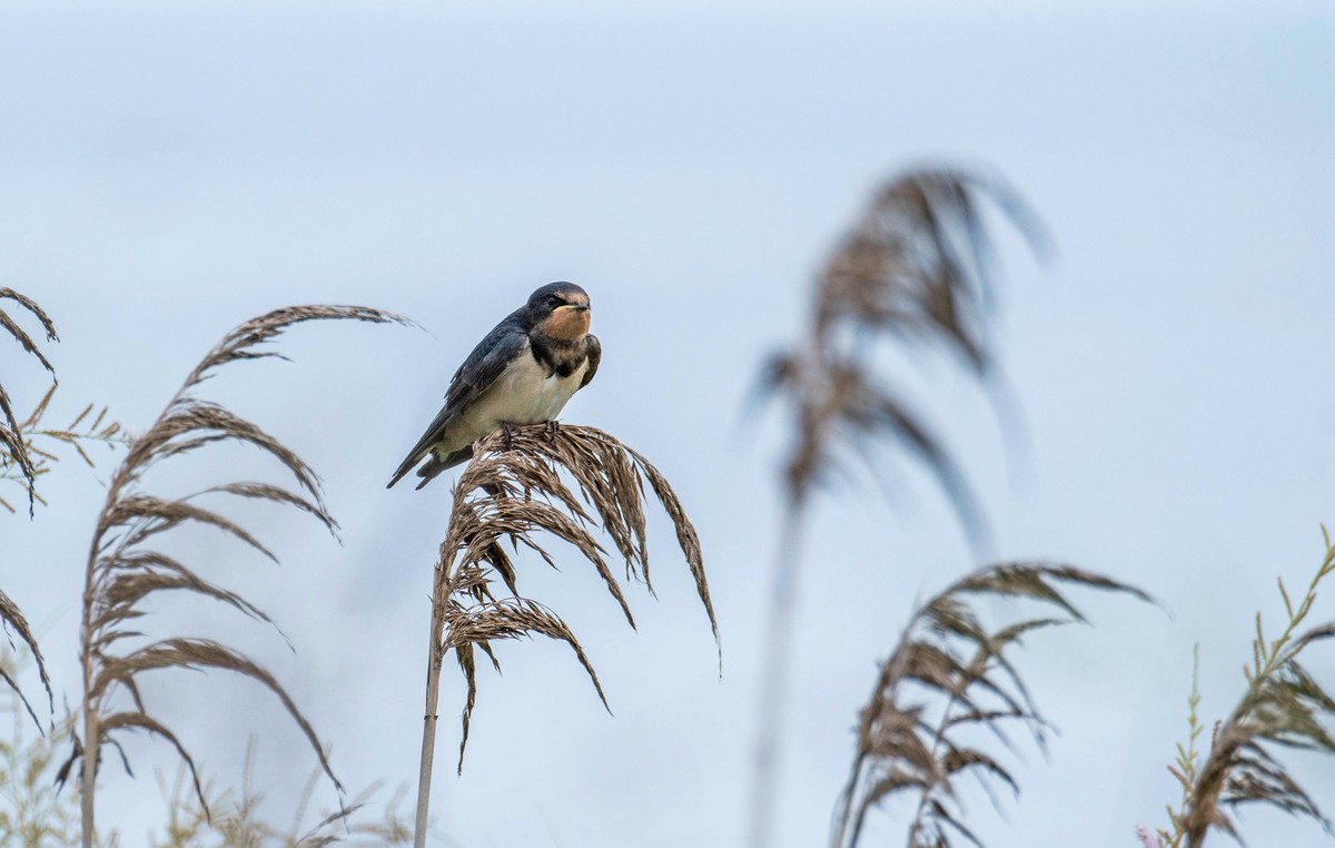 初夏的小燕子（五）