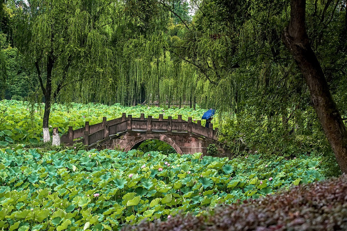 《雨    荷》 昭君怨·咏荷上雨    宋：杨万里