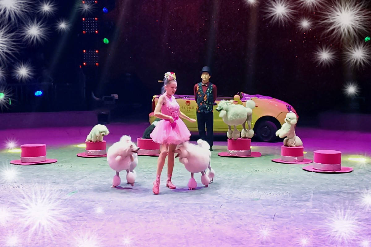 可爱的小狗（2023277）