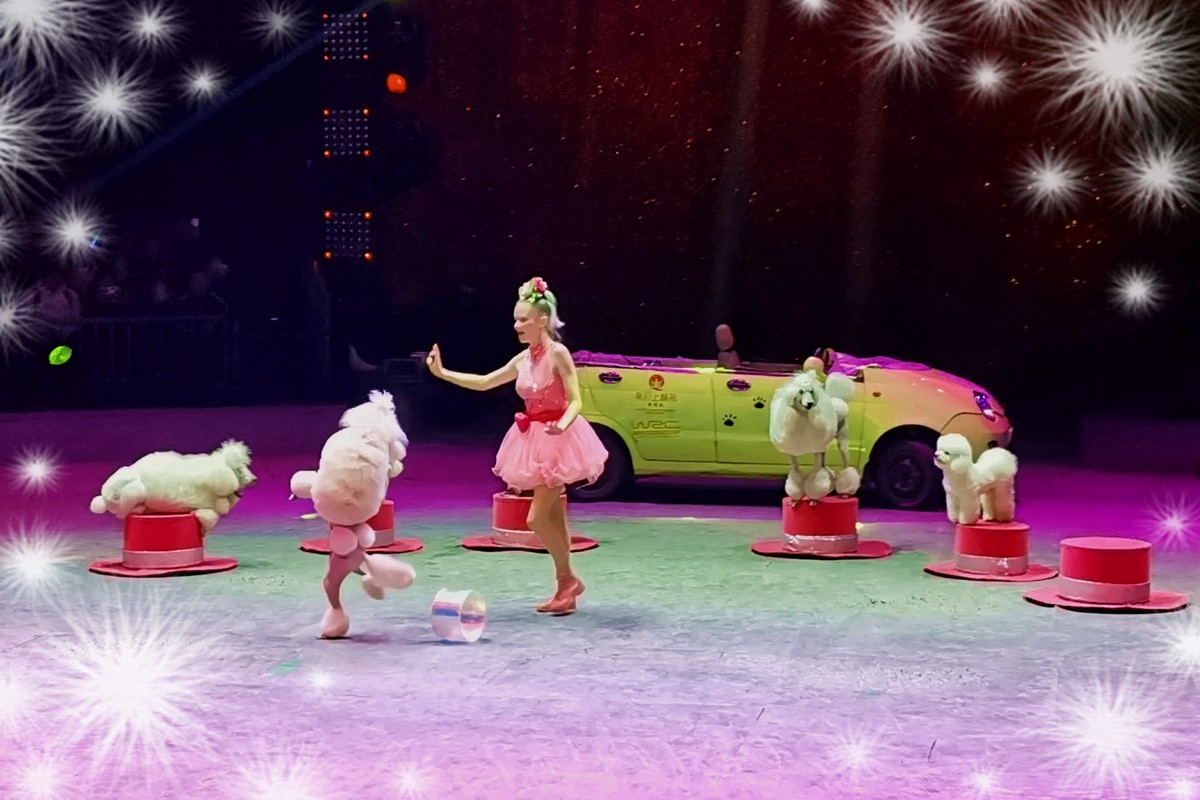 可爱的小狗（2023277）