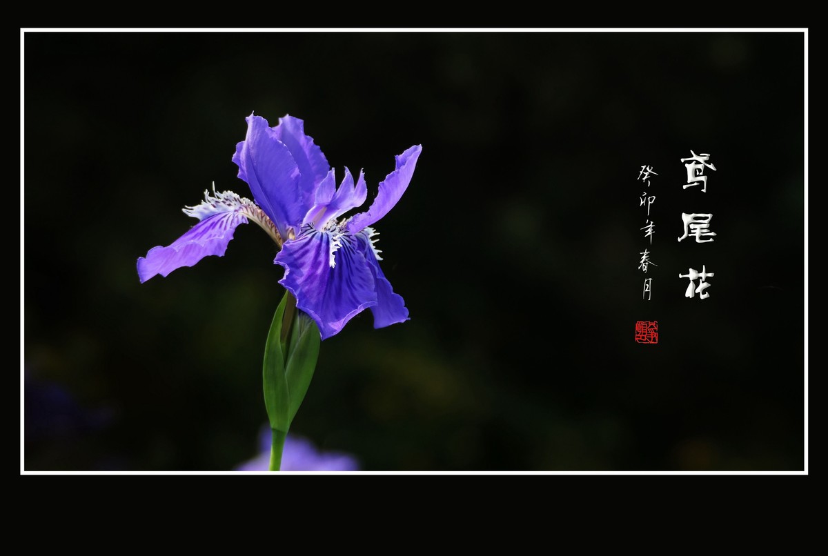 草间舞动紫蝴蝶-鸢尾花