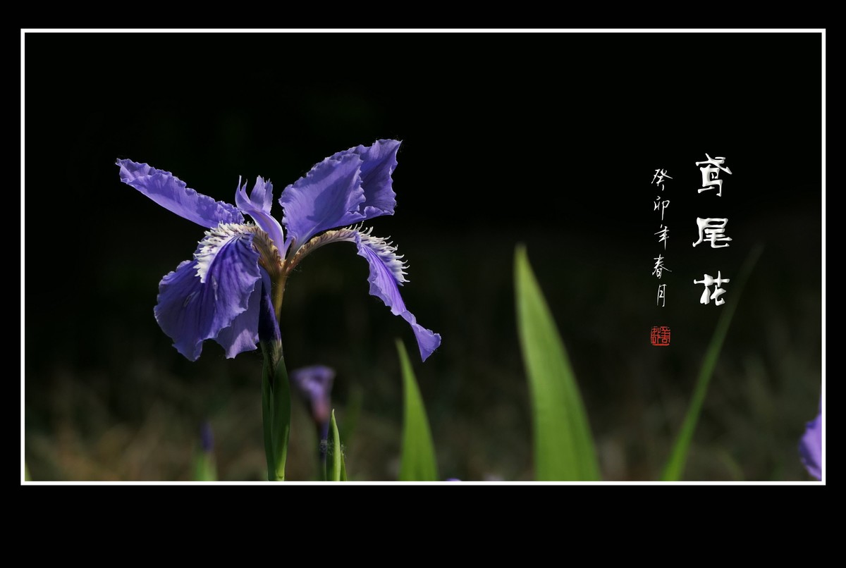 草间舞动紫蝴蝶-鸢尾花