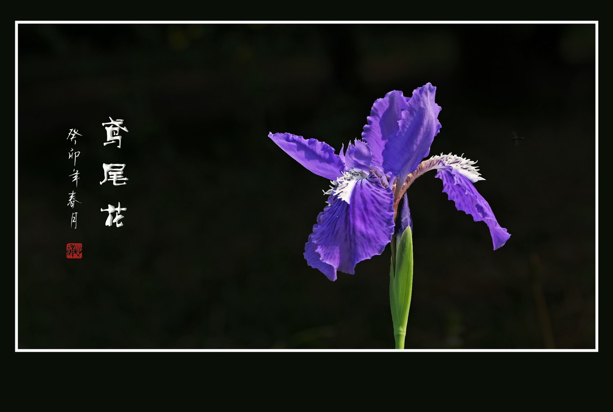 草间舞动紫蝴蝶-鸢尾花