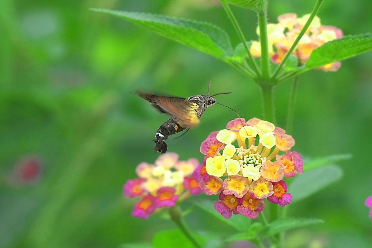 索尼这一枚长焦镜头确实非常强悍