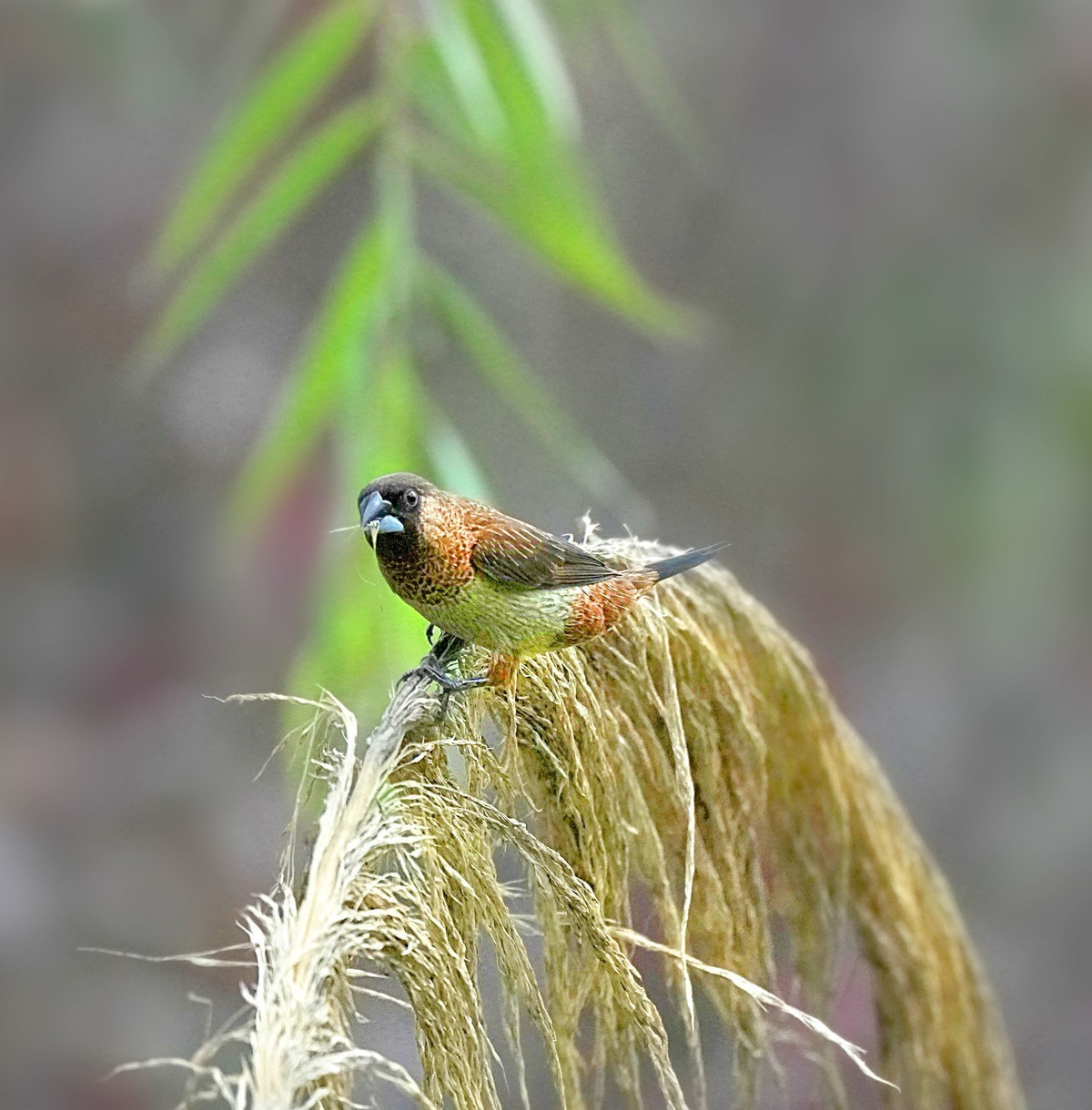 索尼这一枚长焦镜头确实非常强悍