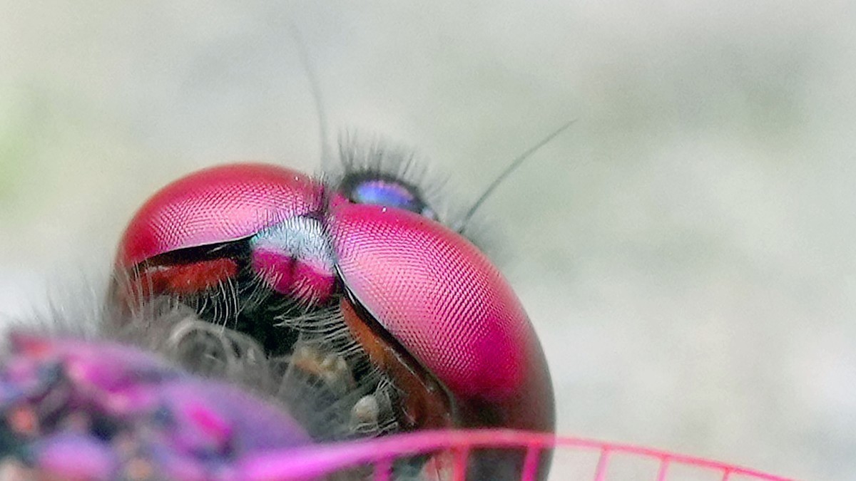 索尼这一枚长焦镜头确实非常强悍