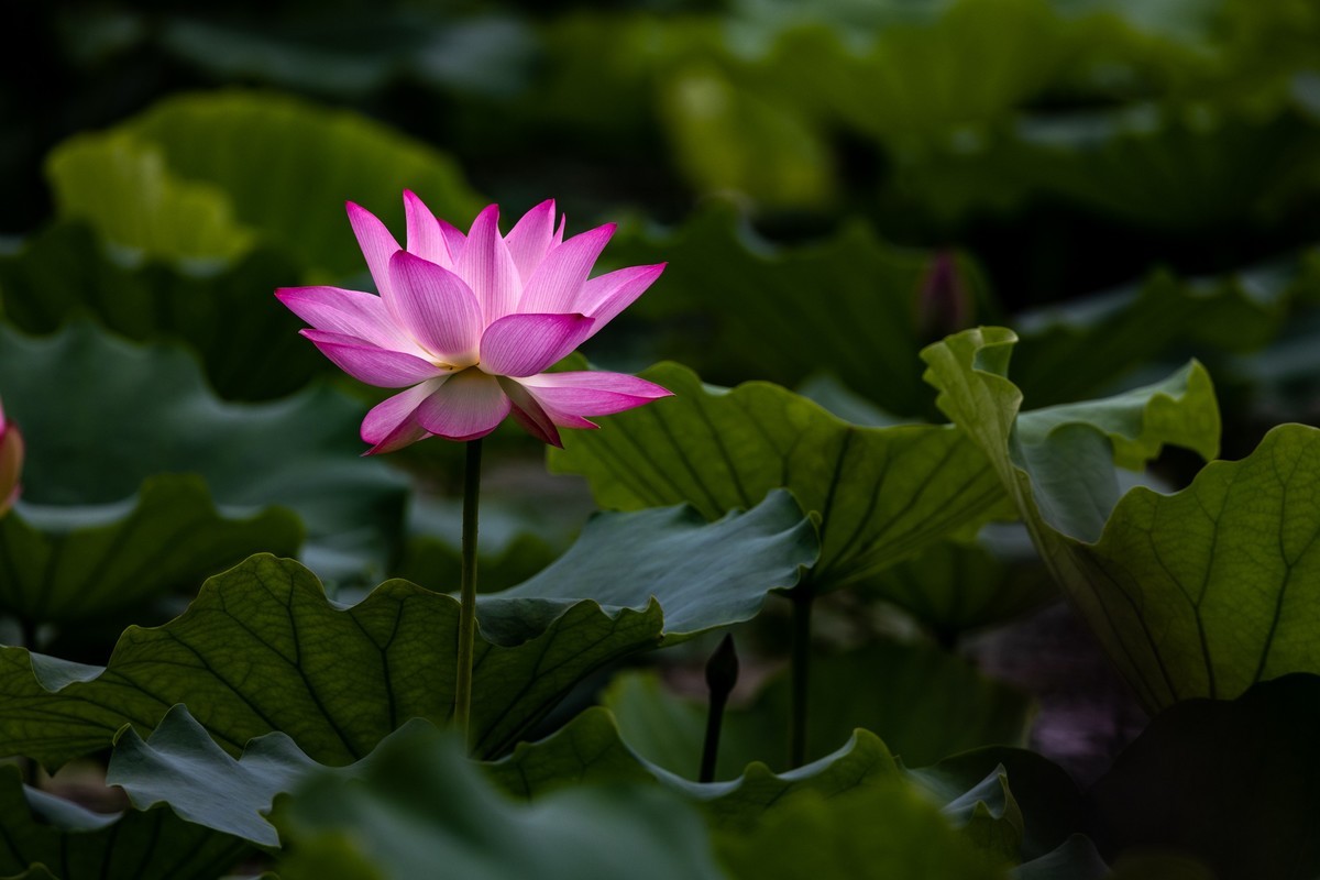 花枝招展（201）