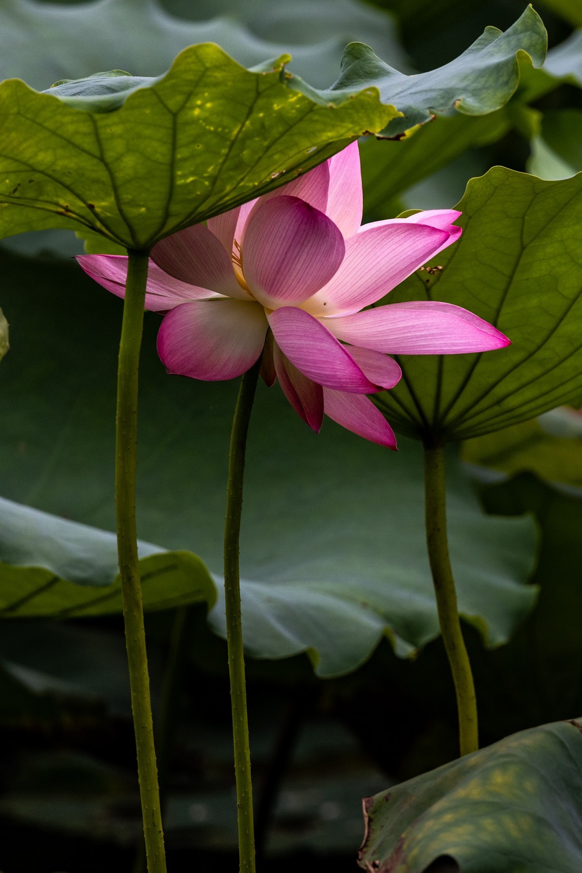 花枝招展（201）