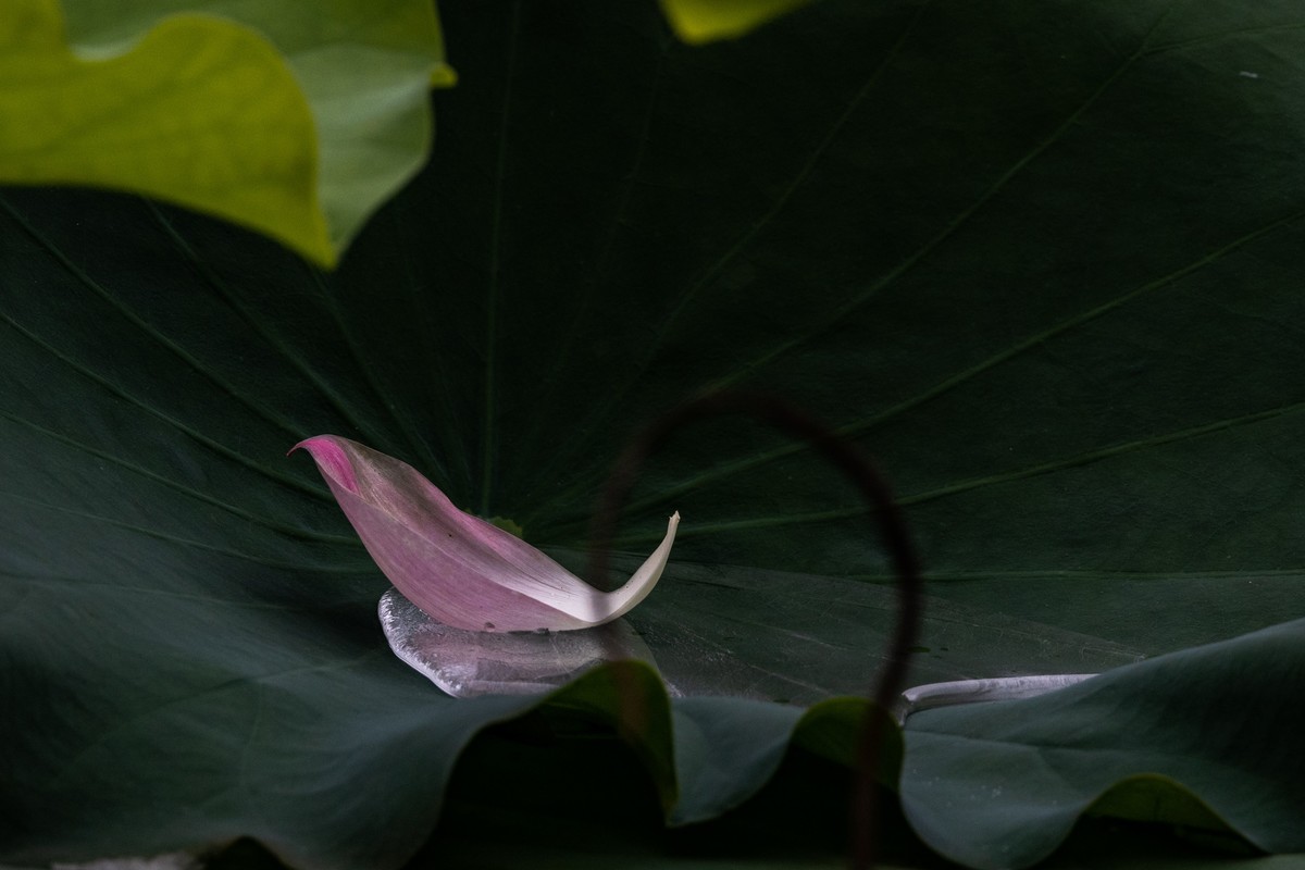 花枝招展（201）