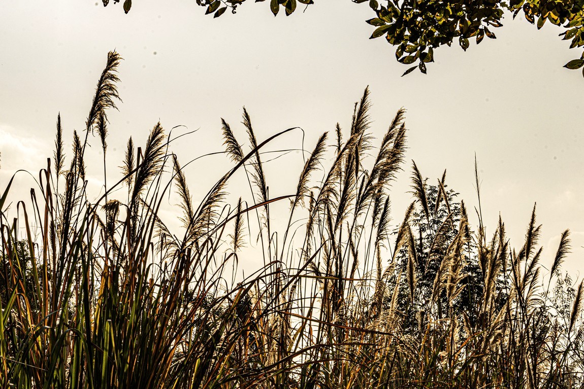 成都白鹭湾湿地公园【1】
