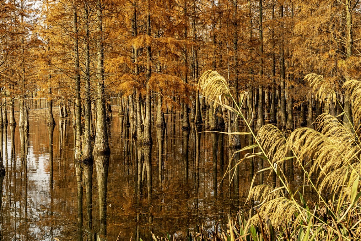 成都白鹭湾湿地公园【1】