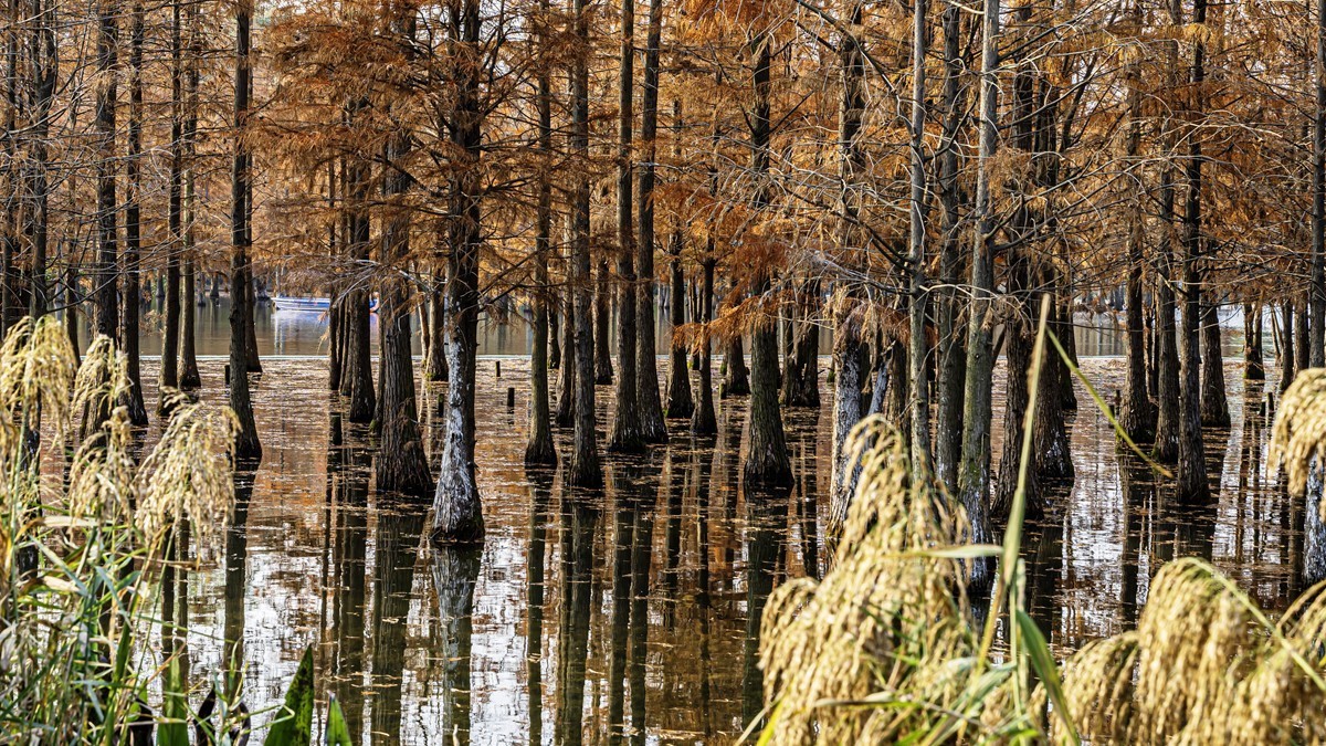 成都白鹭湾湿地公园【1】