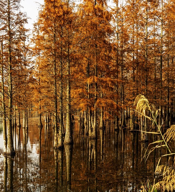 成都白鹭湾湿地公园【1】