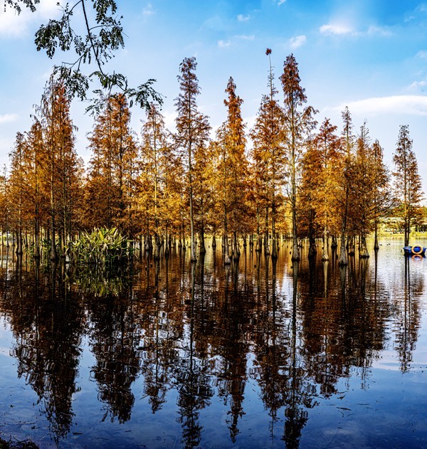 成都白鹭湾湿地公园【1】