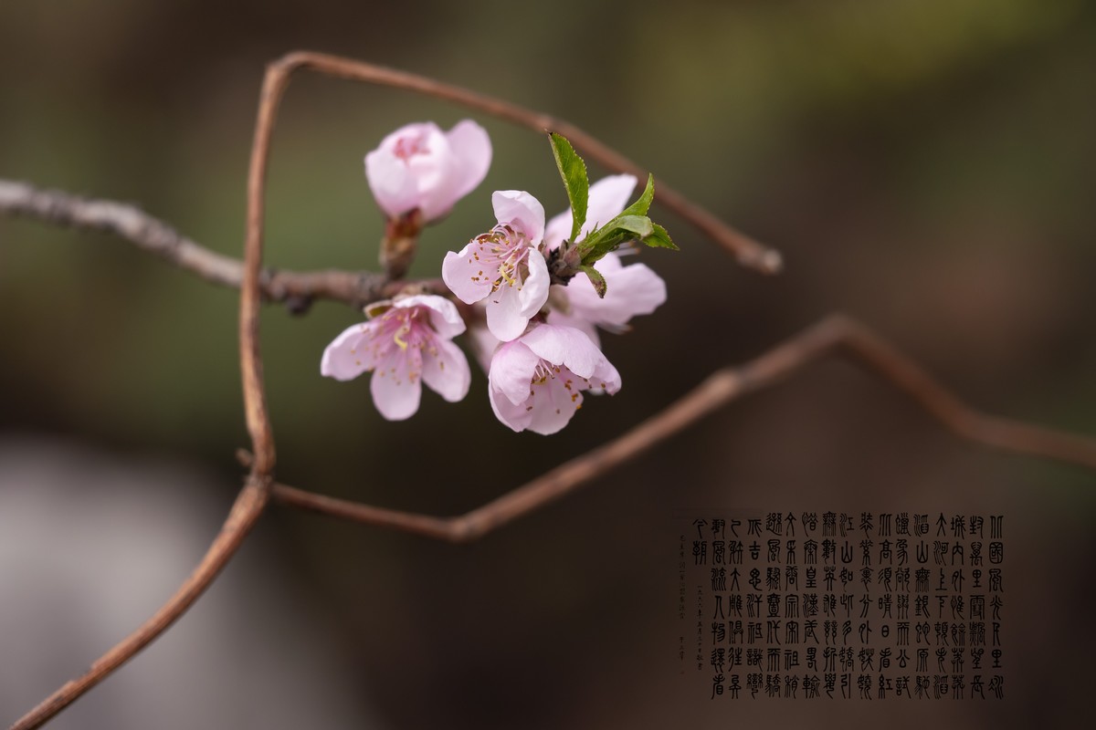 又是一年踏青季