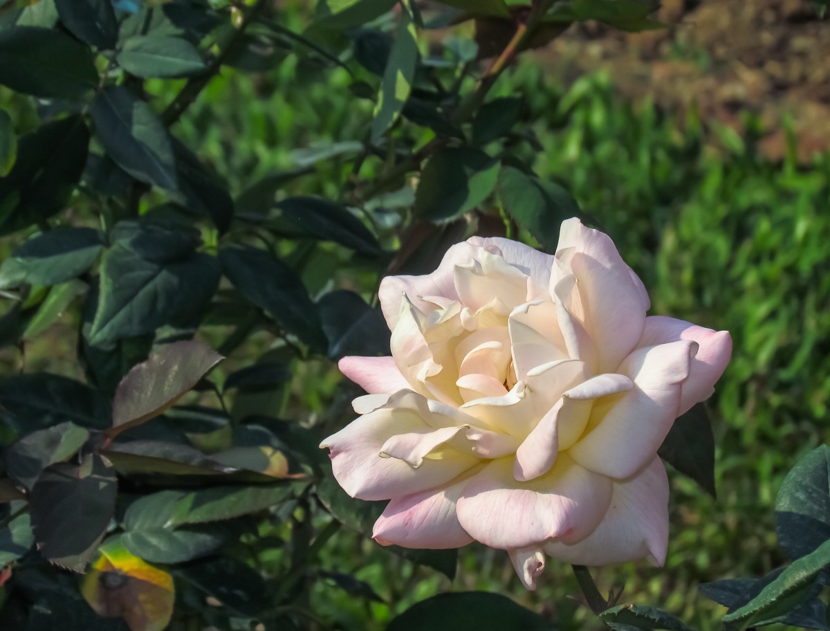 月季花