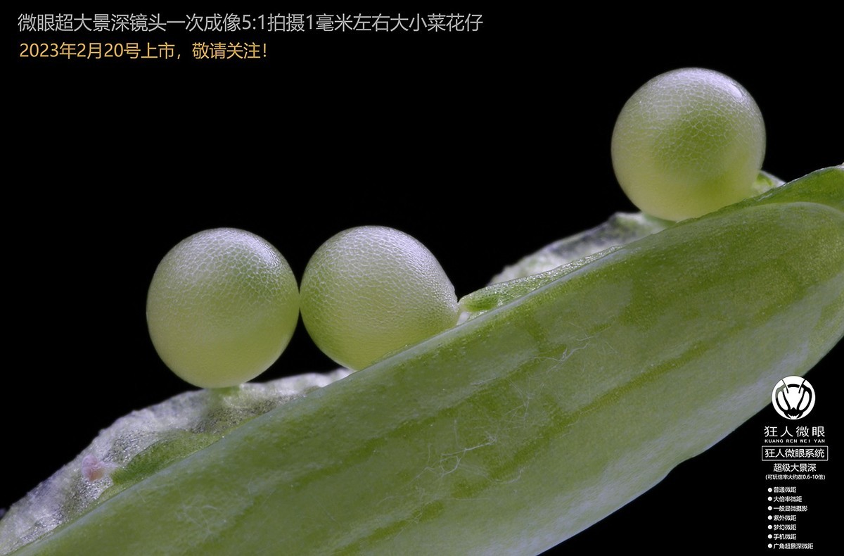 狂人微眼大景深模块化微距镜头试拍