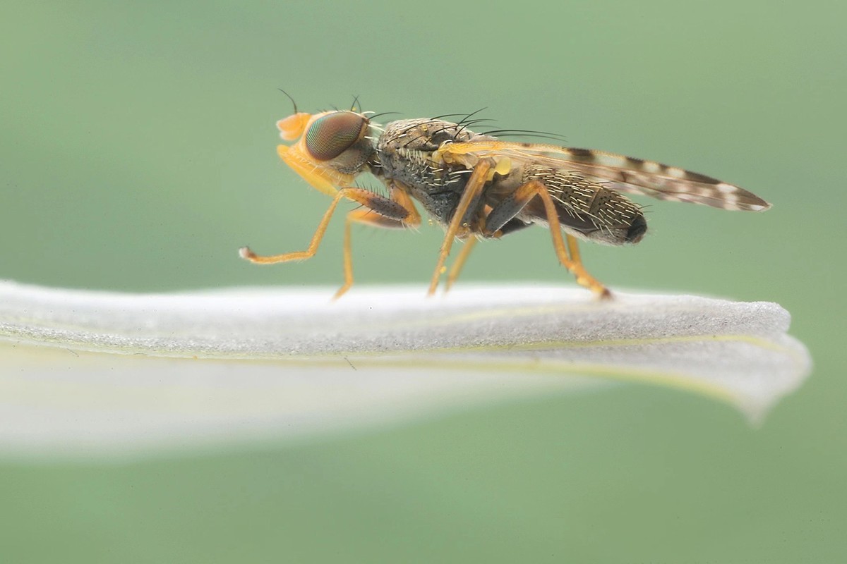狂人微眼大景深模块化微距镜头试拍