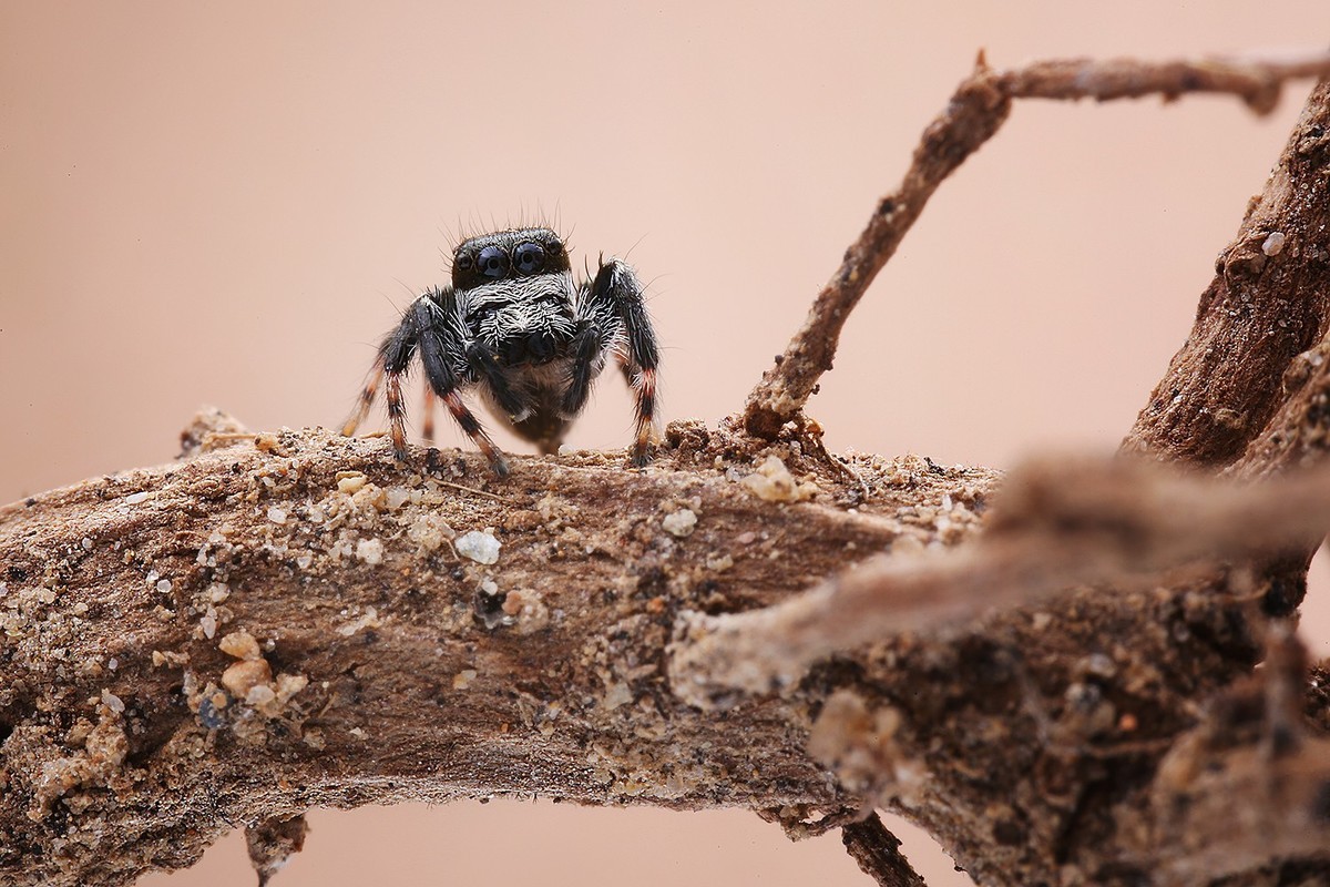 狂人微眼大景深模块化微距镜头试拍