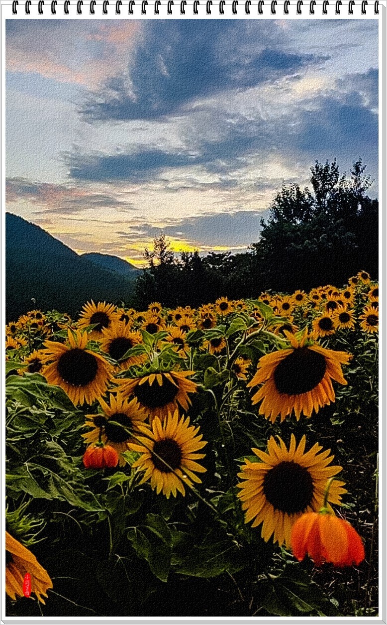 2023年-夕阳风光纪实抓拍集锦-703