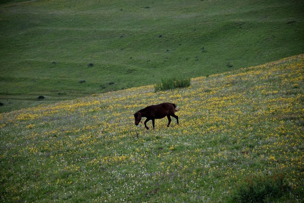 2023夏 黔赣鄂渝川（102）即将消失的川西秘景