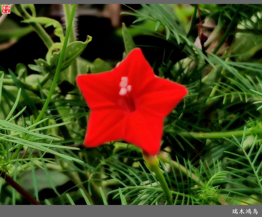 【2023之花季】松萝共依的茑萝松