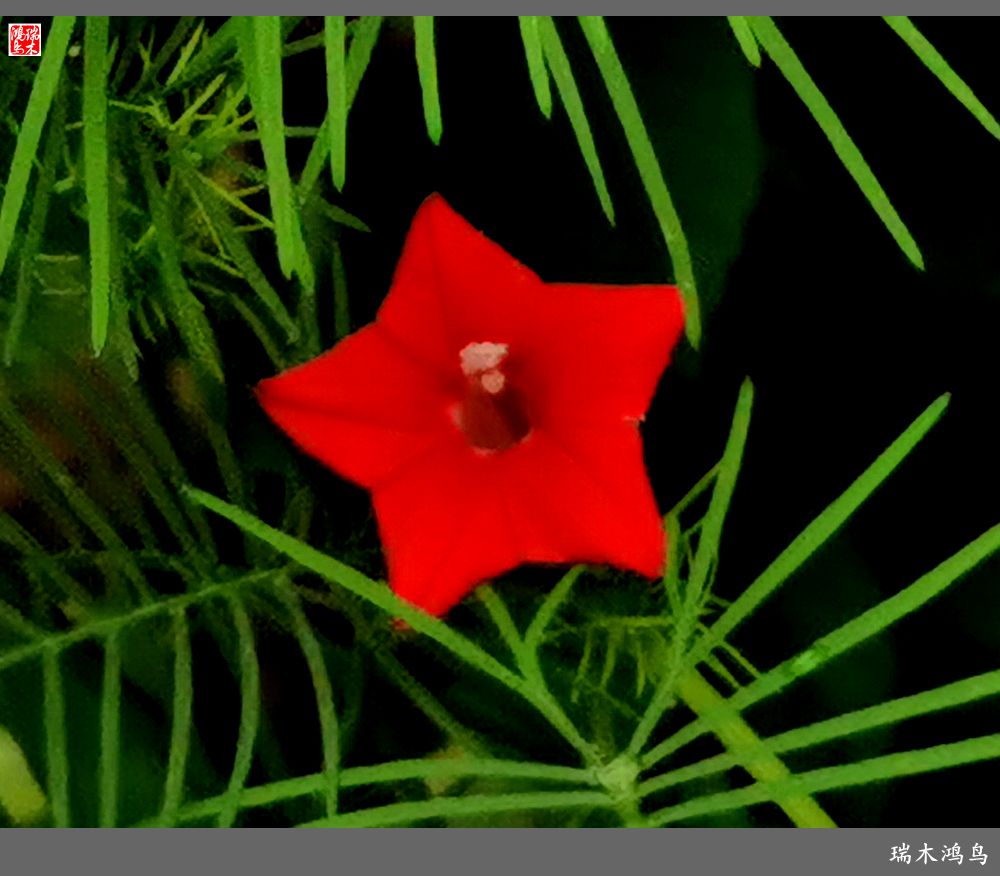 【2023之花季】松萝共依的茑萝松